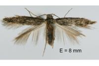 Ivanauskiella occitanica