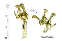 Ivanauskiella occitanica