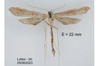 Agdistis bennetii