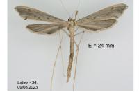 Agdistis meridionalis