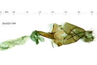 Agdistis meridionalis