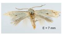 Elachista contaminatella