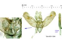 Elachista contaminatella