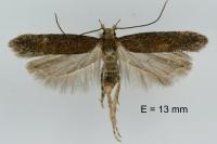 Scrobipalpa monochromella