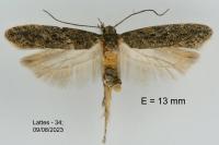Scrobipalpa nitentella