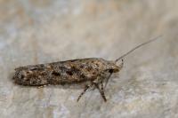 Scrobipalpa salinella