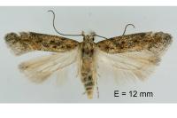Scrobipalpa salinella