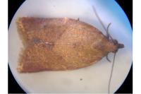 Clepsis consimilana