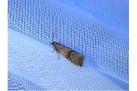Celypha striana