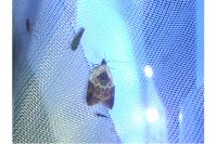 Acleris variegana