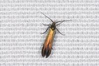 Coleophora