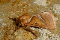 Triodia sylvina