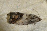 Cydia splendana