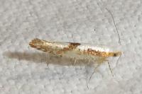 Argyresthia bonnetella