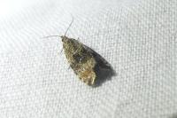 Celypha lacunana