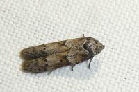 Blastobasis glandulella