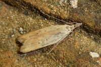 Dichomeris limosella