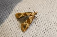 Phalonidia contractana