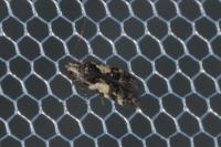 Teleiodes luculella