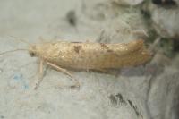 Ypsolopha alpella