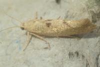 Ypsolopha alpella