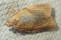 Clepsis consimilana