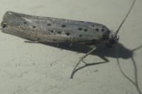 Yponomeuta sedella
