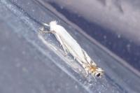 Lyonetia prunifoliella