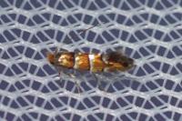 Phyllonorycter klemannella