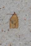 Clepsis consimilana