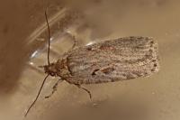 Agonopterix ocellana