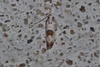 Neocochylis hybridella