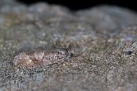 Zeiraphera griseana