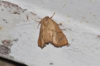 Apoda limacodes