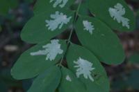 Parectopa robiniella