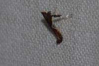 Caloptilia