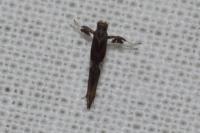 Caloptilia