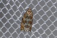 Celypha rivulana