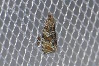 Celypha rivulana