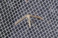 Emmelina monodactyla