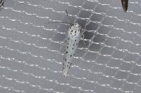 Yponomeuta