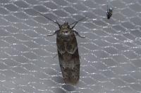 Blastobasis glandulella