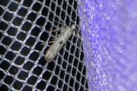 Yponomeuta plumbella