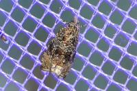 Celypha lacunana