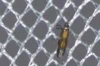 Euspilapteryx auroguttella