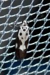 Ethmia quadrillella