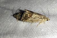 Cydia splendana