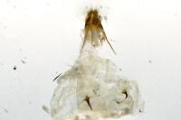 Cydia splendana