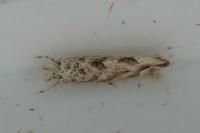 Phyllonorycter comparella