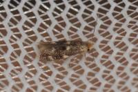 Bucculatrix cidarella